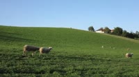 Sheep on pasture